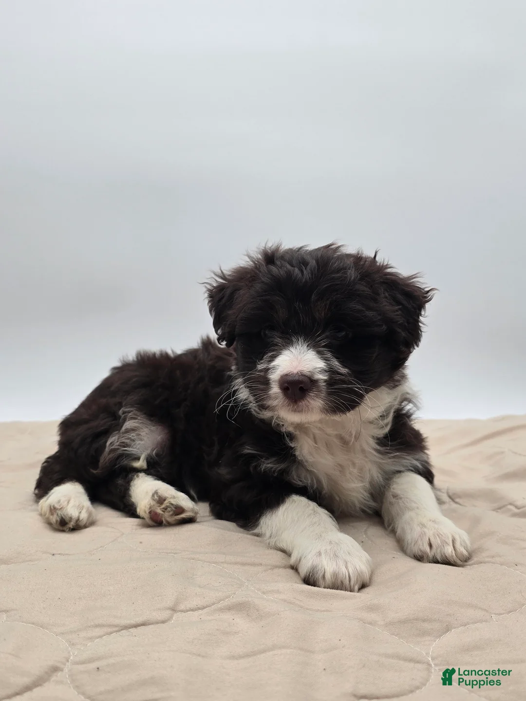Aussiedoodle dogs for sale: Lucy - Ad 5