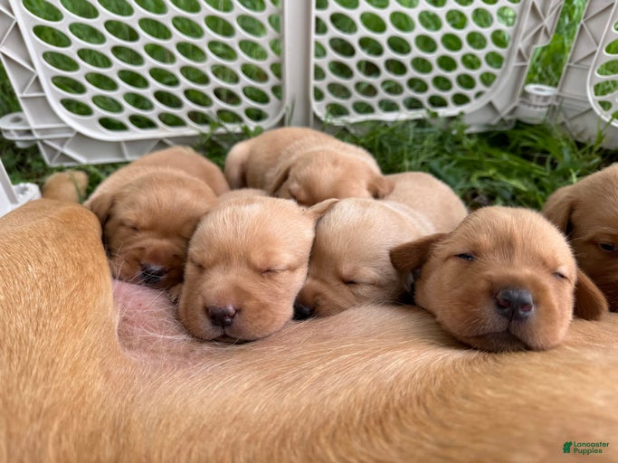 Gallery Image {{count}}