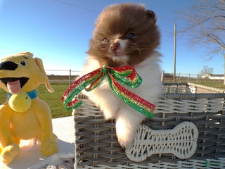 Pomeranian dogs Pomeranian Puppy 1 Tabitha - Ad 34