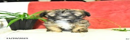 Shorkie dogs for sale: Monty - Ad 1