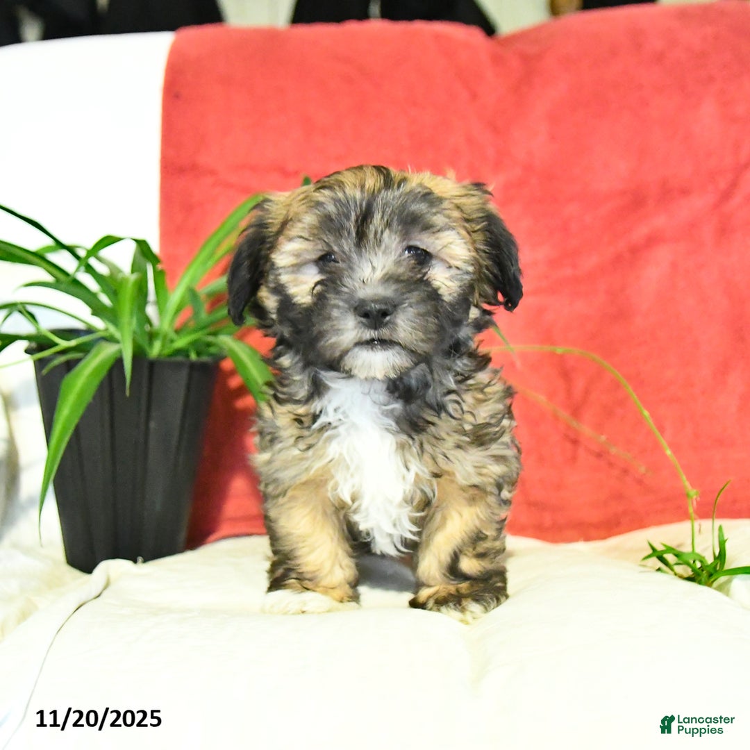 Shorkie dogs for sale: Monty - Ad 1