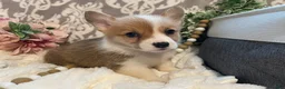 Welsh Corgi Pembroke dogs for sale: Skye - Ad 7