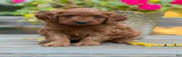 Mini Goldendoodle dogs for sale: parsleys yellow collar girl - Ad 1