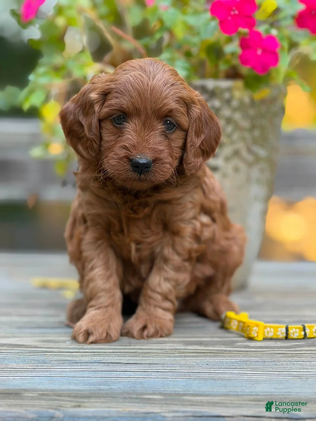 Mini Goldendoodle dogs for sale: parsleys yellow collar girl - Ad 1