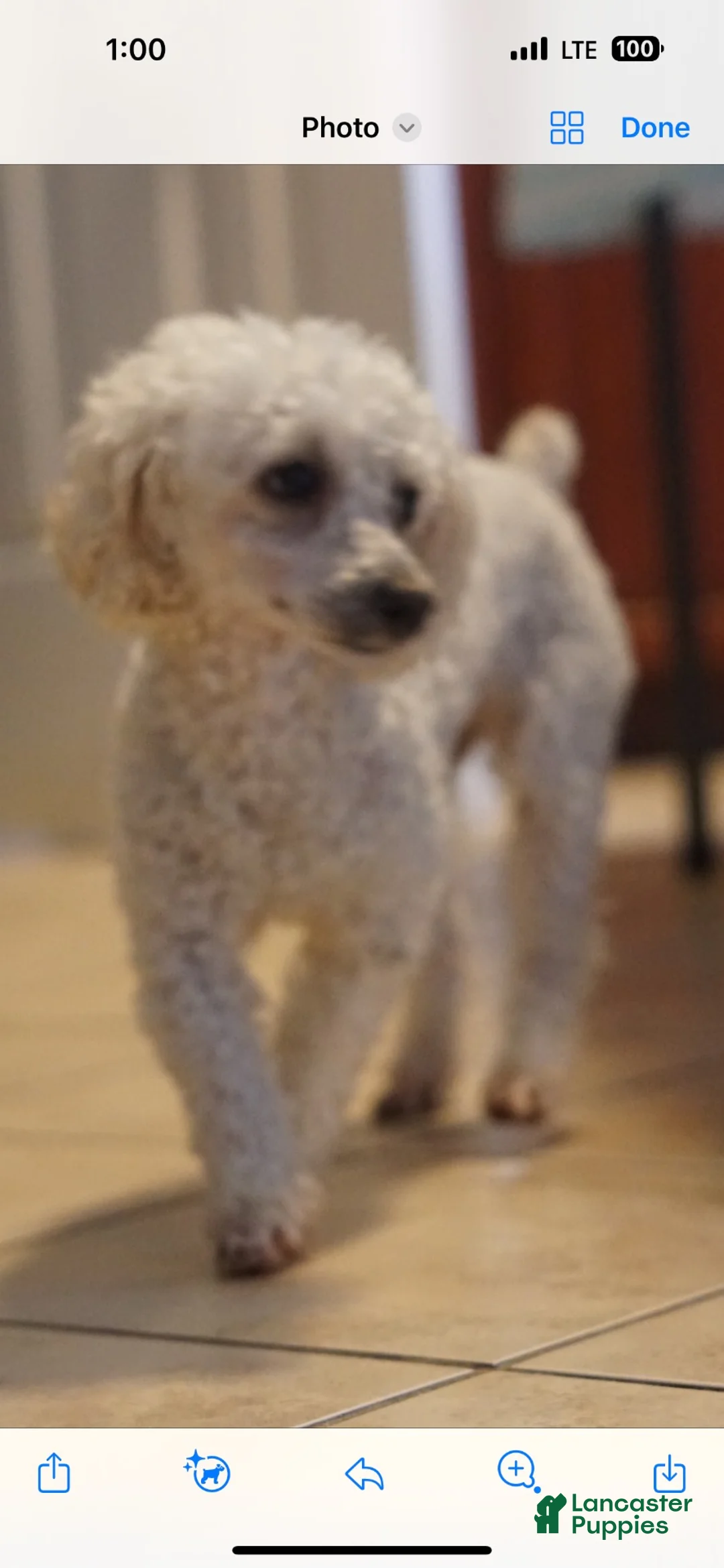 Toy Poodle dogs for sale: Toy Poodle 1 - Ad 2