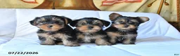 Yorkshire Terrier dogs for sale: Rolo - Ad 5