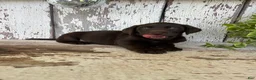 Labrador Retriever dogs for sale: Sara  - Ad 5