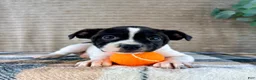 Mixed Breed dogs for sale: Rafael - Ad 3