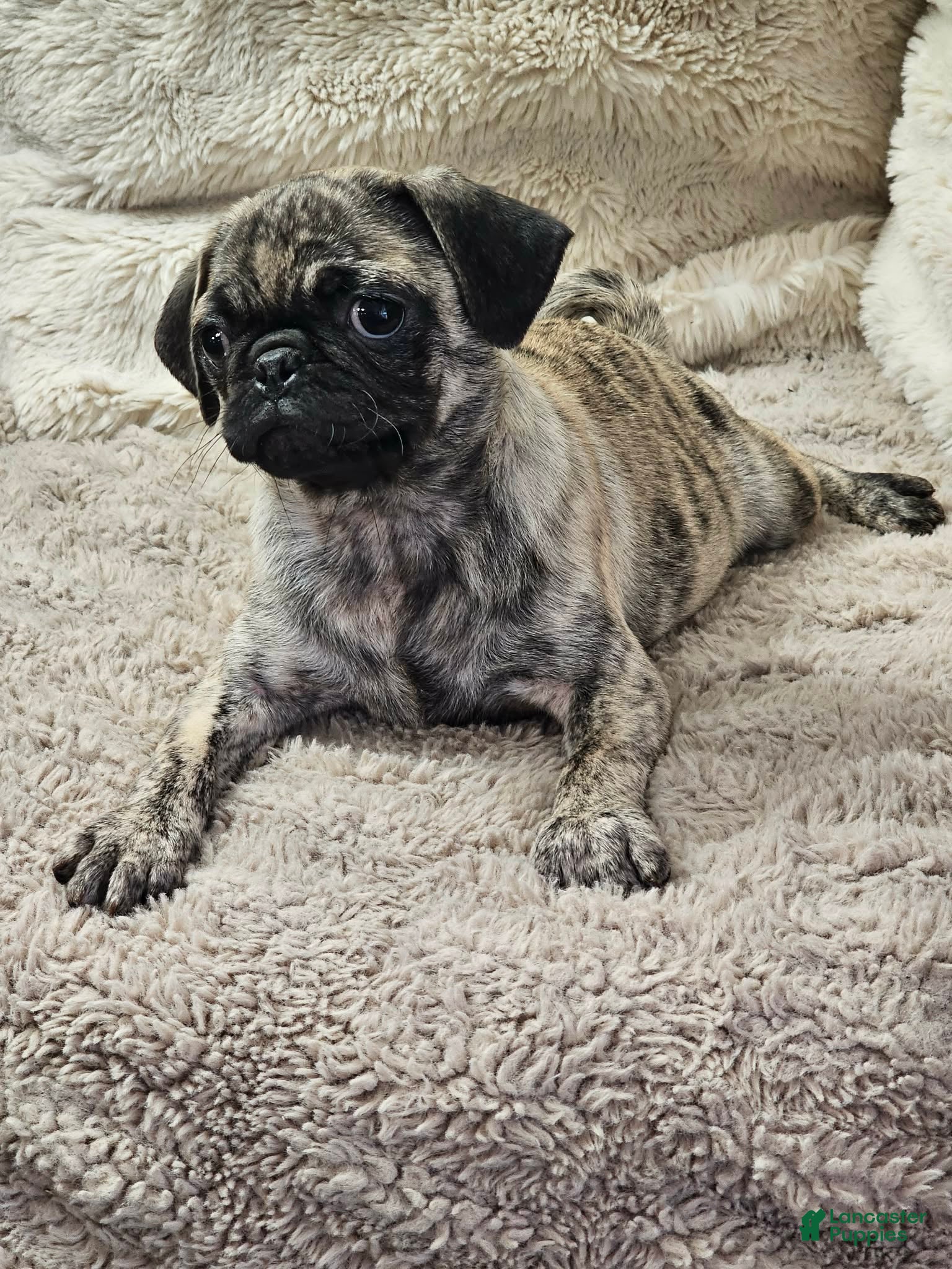 Pug dogs Laynie - Ad 41