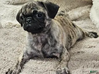 Pug dogs for sale: Laynie - Ad 3