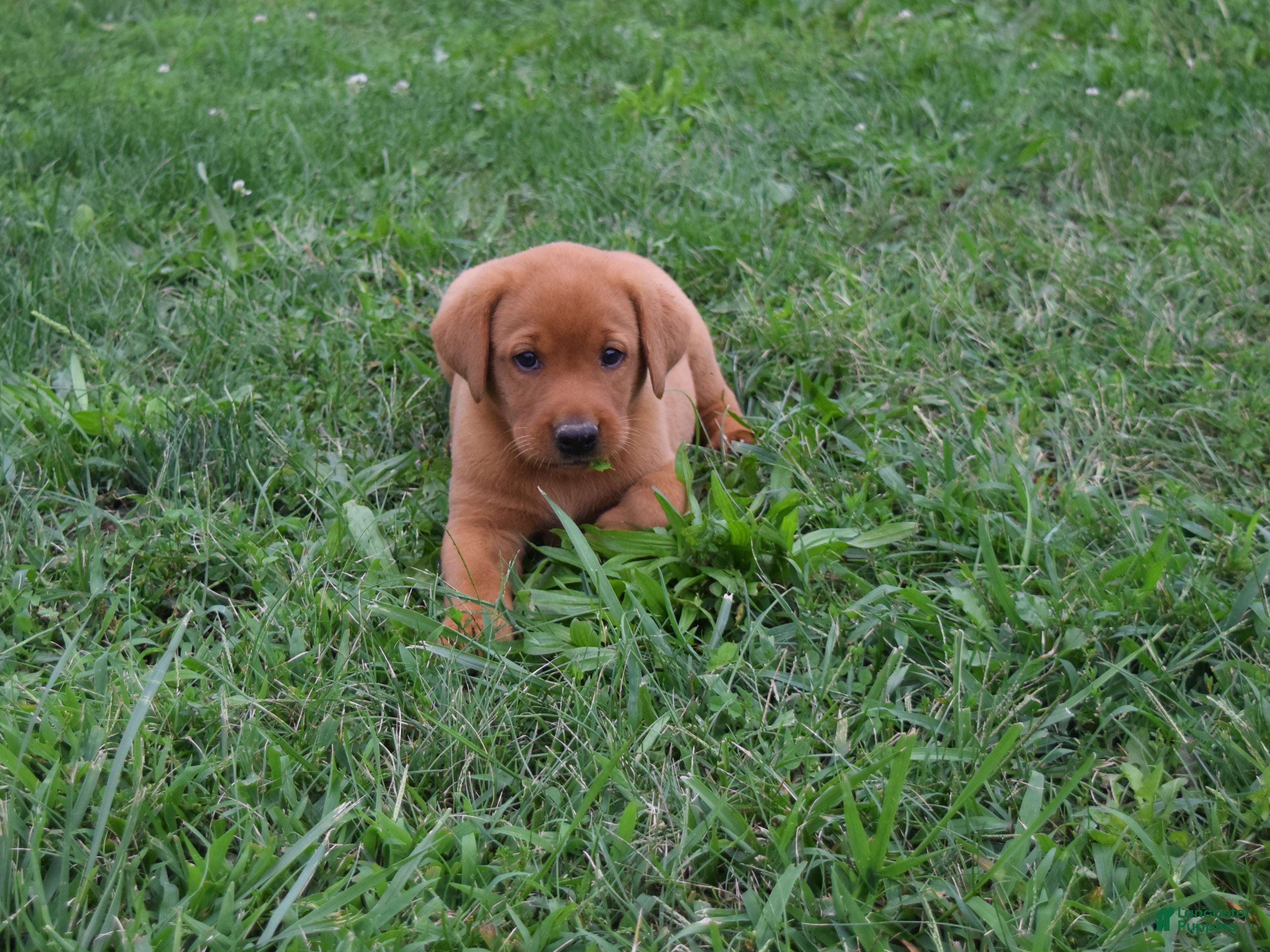 Labrador Retriever dogs Blondie - Ad 2