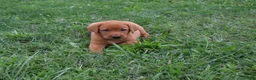 Labrador Retriever dogs for sale: Blondie - Ad 2