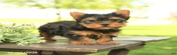 Yorkshire Terrier dogs for sale: Lucky - Ad 3