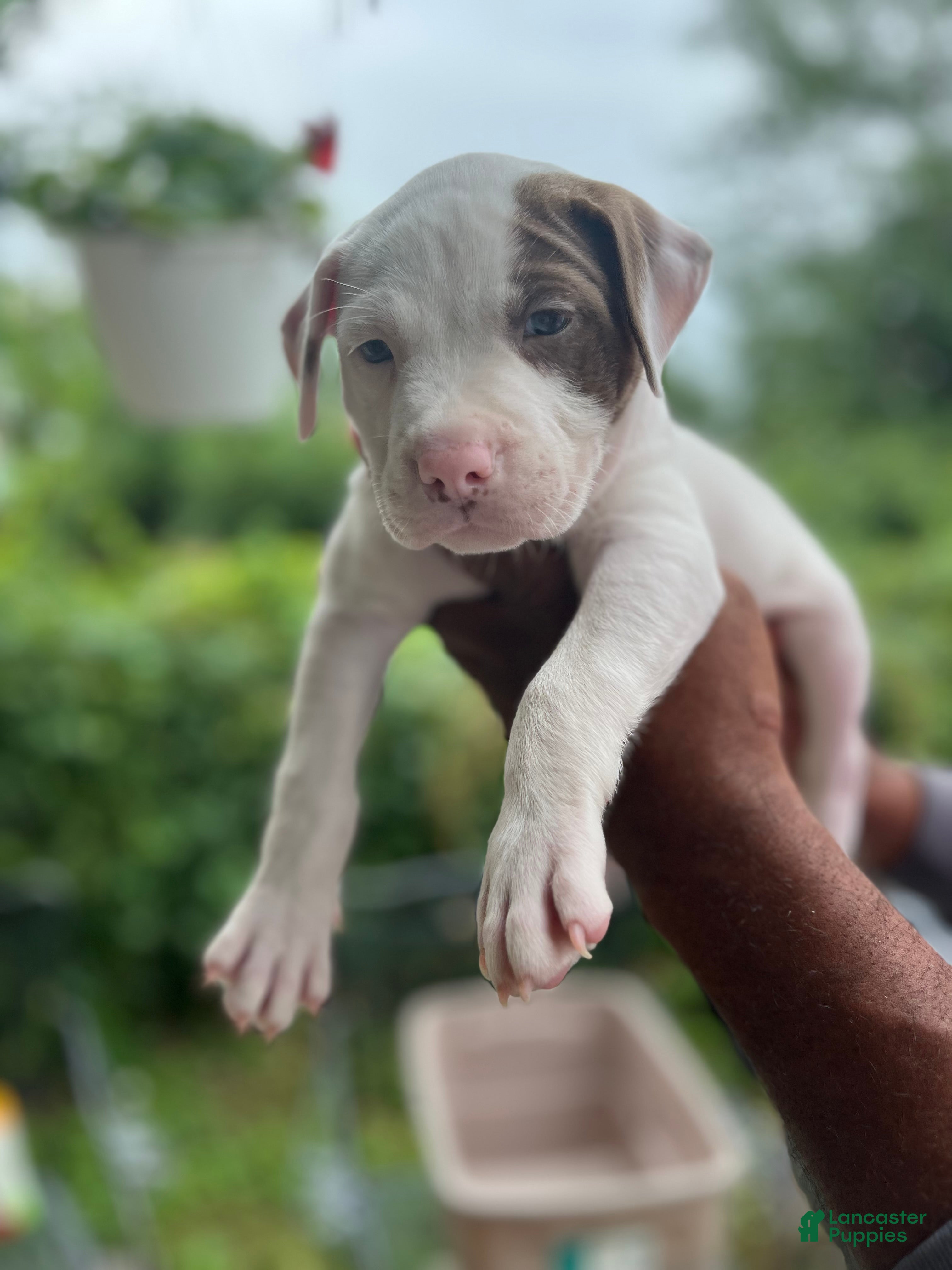 American Pit Bull Terrier dogs American Pit Bull Terrier 1 - Ad 12