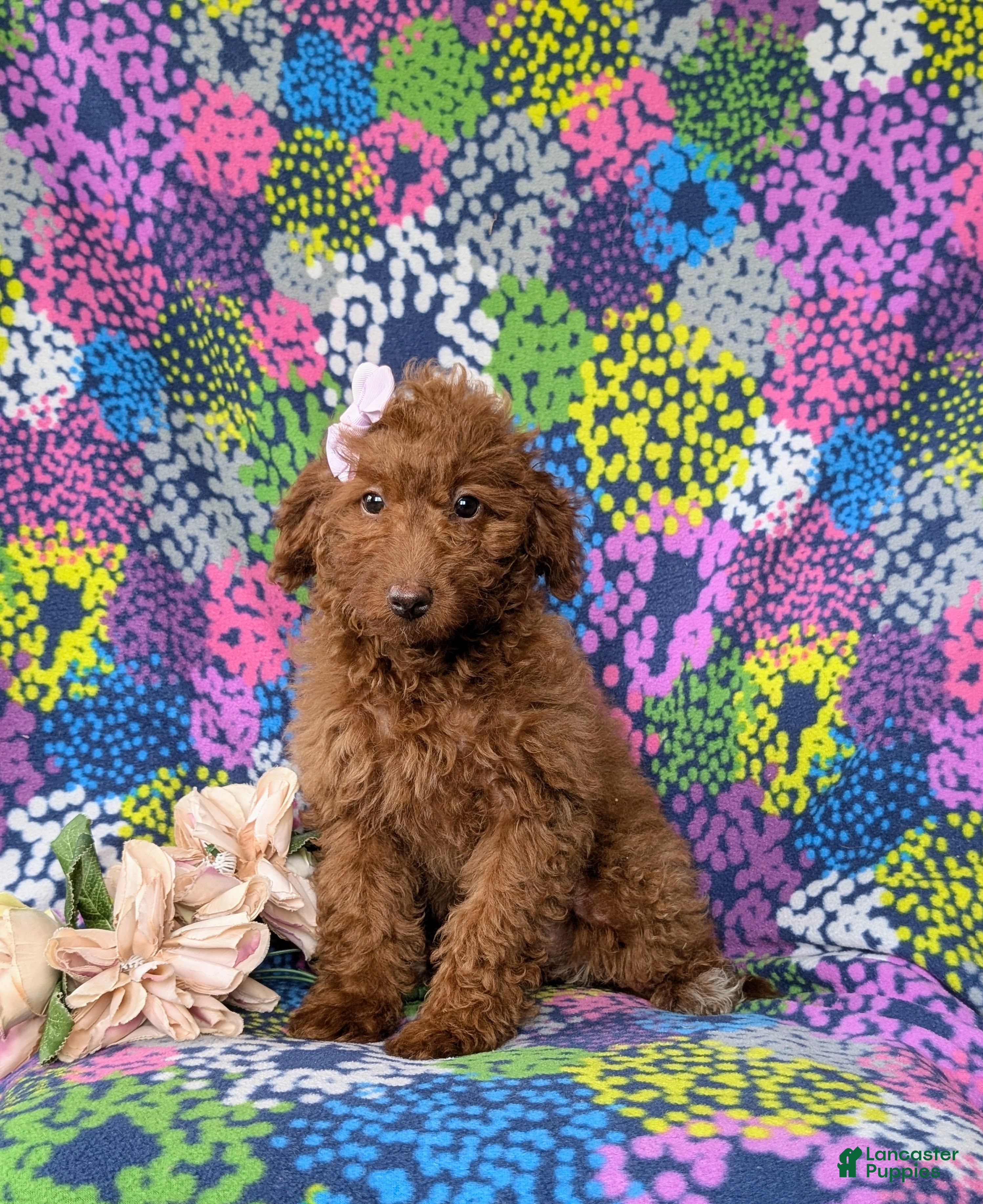 Mini Goldendoodle dogs for sale: Stella 10 lbs full grown - Ad 2