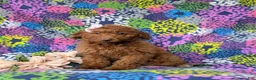 Mini Goldendoodle dogs for sale: Stella 10 lbs full grown - Ad 1