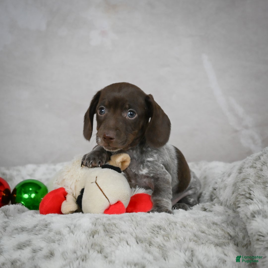 Miniature Dachshund dogs for sale: Hazel - Ad 10