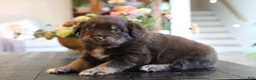 Australian Shepherd dogs for sale: forrest - Ad 7