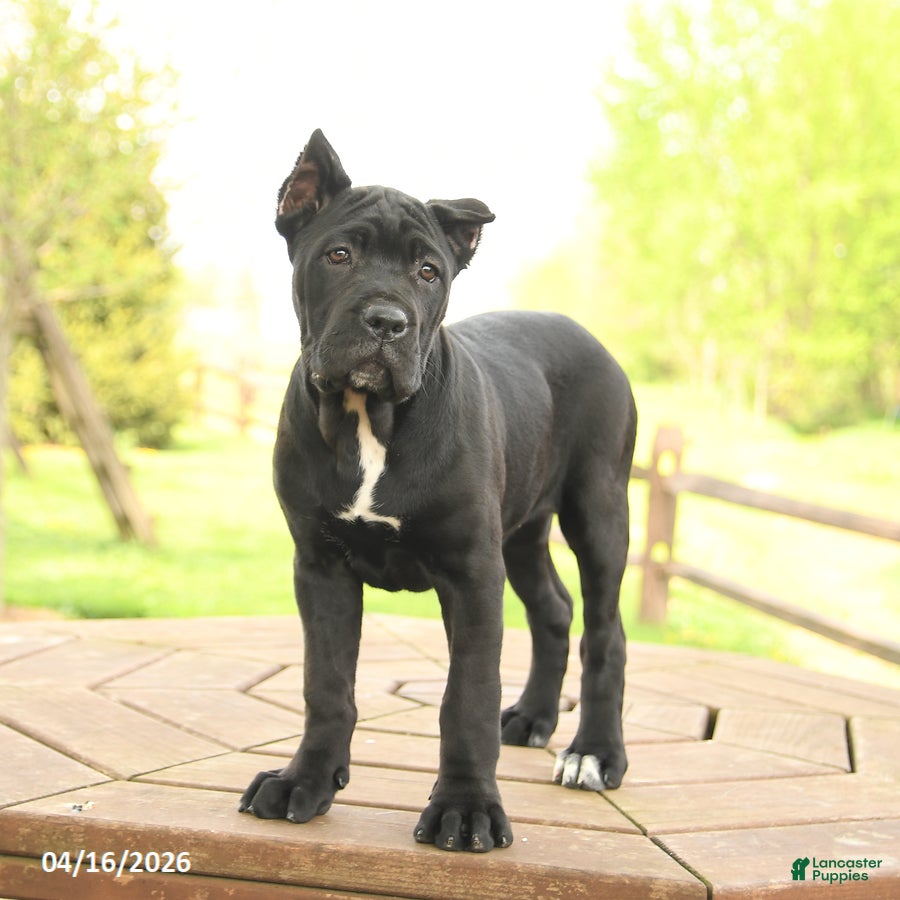 Cane Corso dogs Yeager - Ad 2