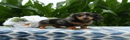 Miniature Dachshund dogs for sale: Hey Dude - Ad 3