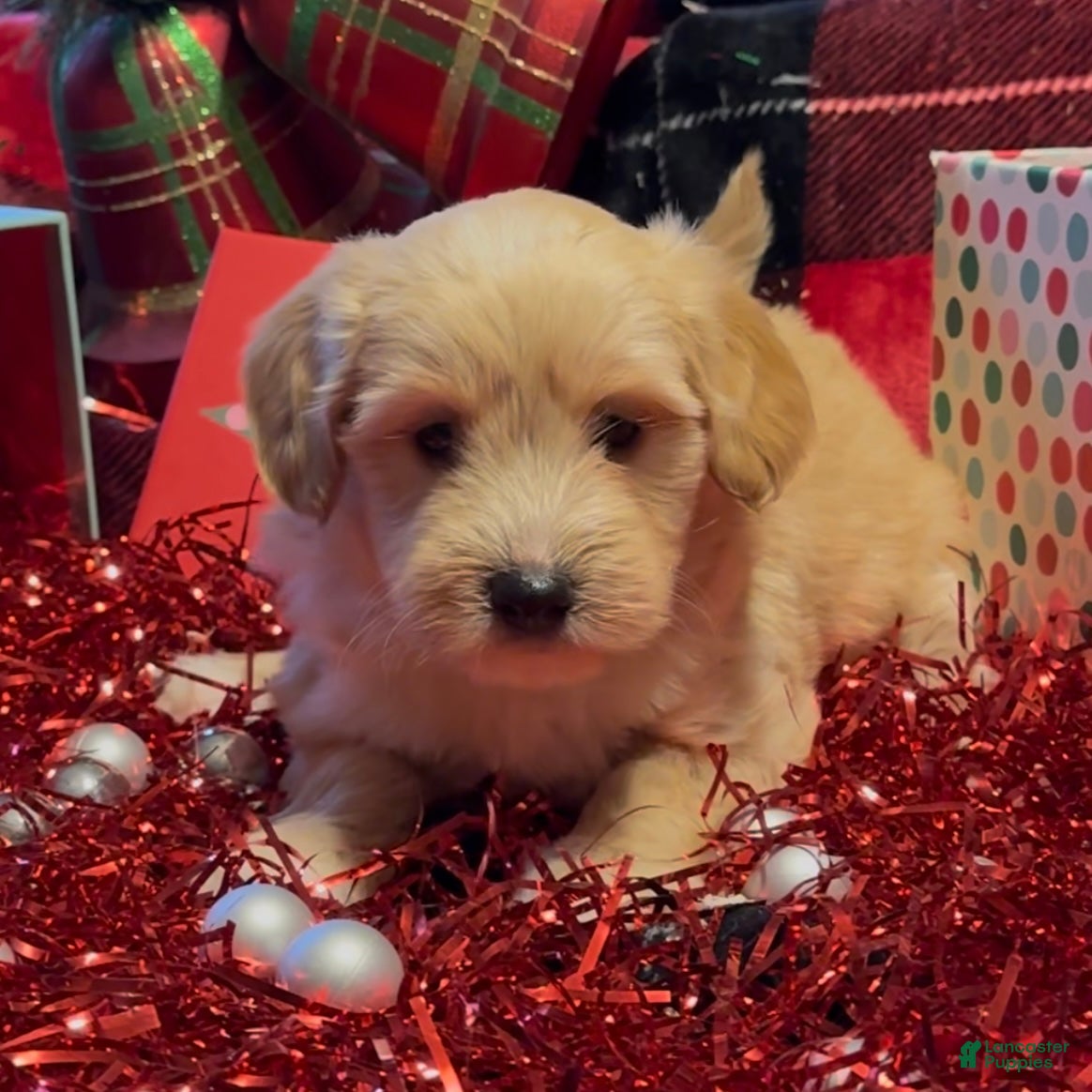 Mini Goldendoodle dogs Tinsel  - Ad 42