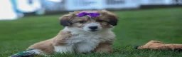 Corgipoo dogs for sale: NELLY - Ad 6