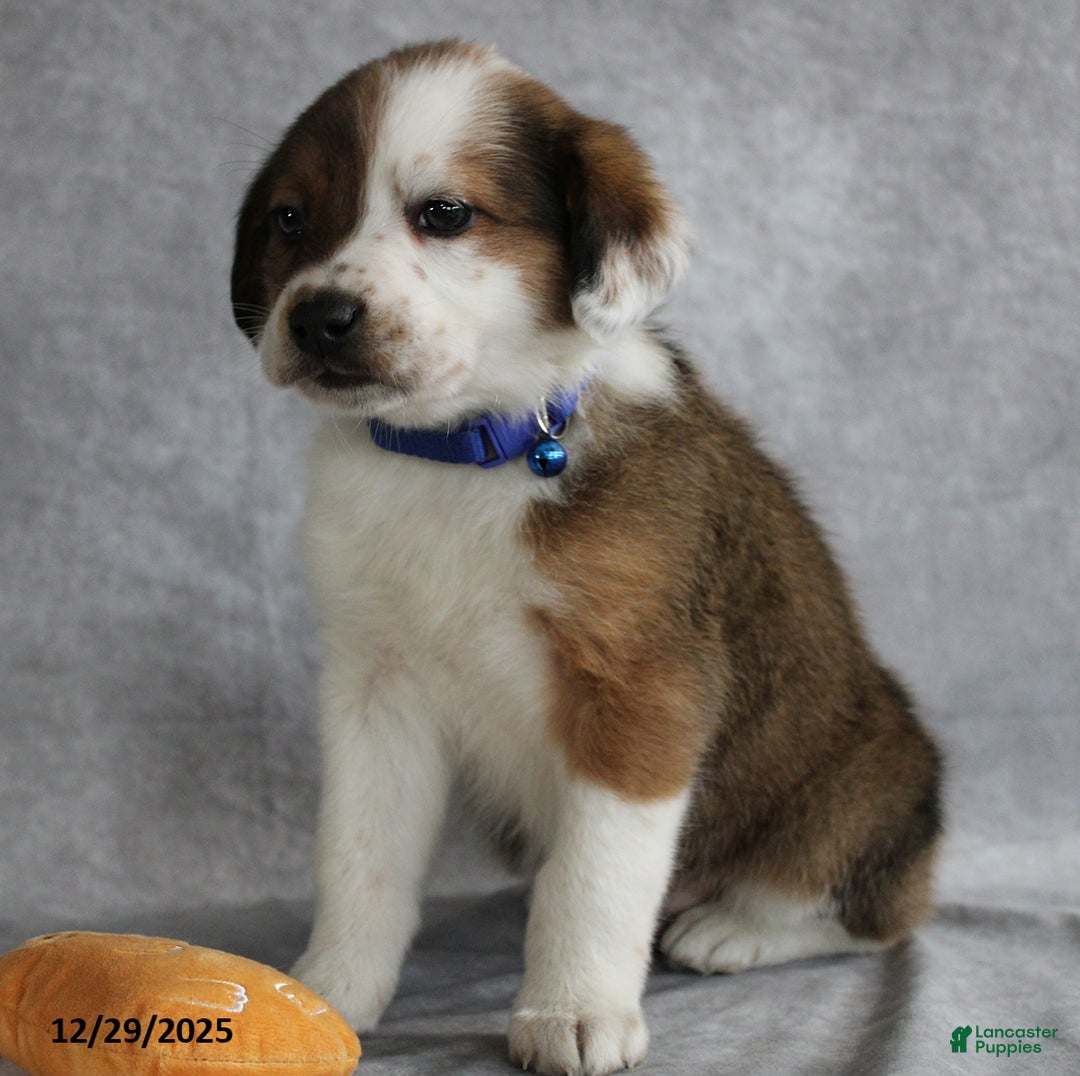 Mixed Breed dogs for sale: Alex - Ad 2