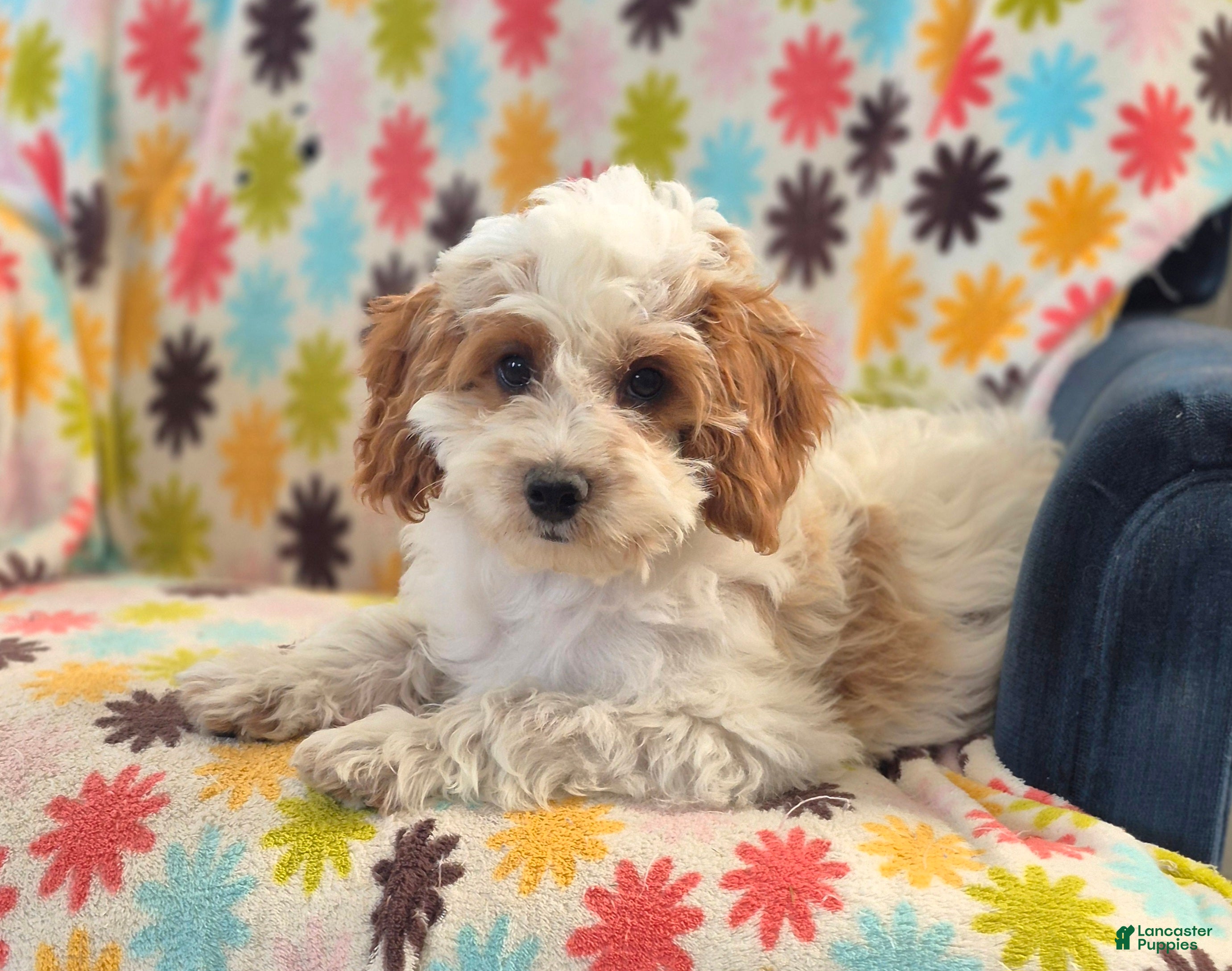 Cockapoo dogs Mason - Ad 1