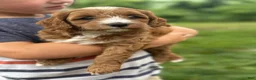 Cavapoo dogs for sale: Conner - Ad 6