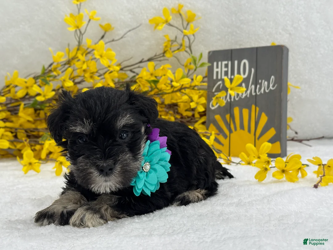 Miniature Schnauzer dogs for sale: Nova Female 2 - Ad 2