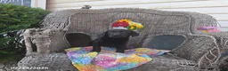 Labrador Retriever dogs for sale: Kate - Ad 3