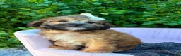 Shihpoo dogs for sale: Prim - Ad 1