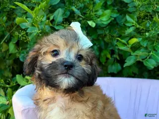 Shihpoo dogs for sale: Prim - Ad 2