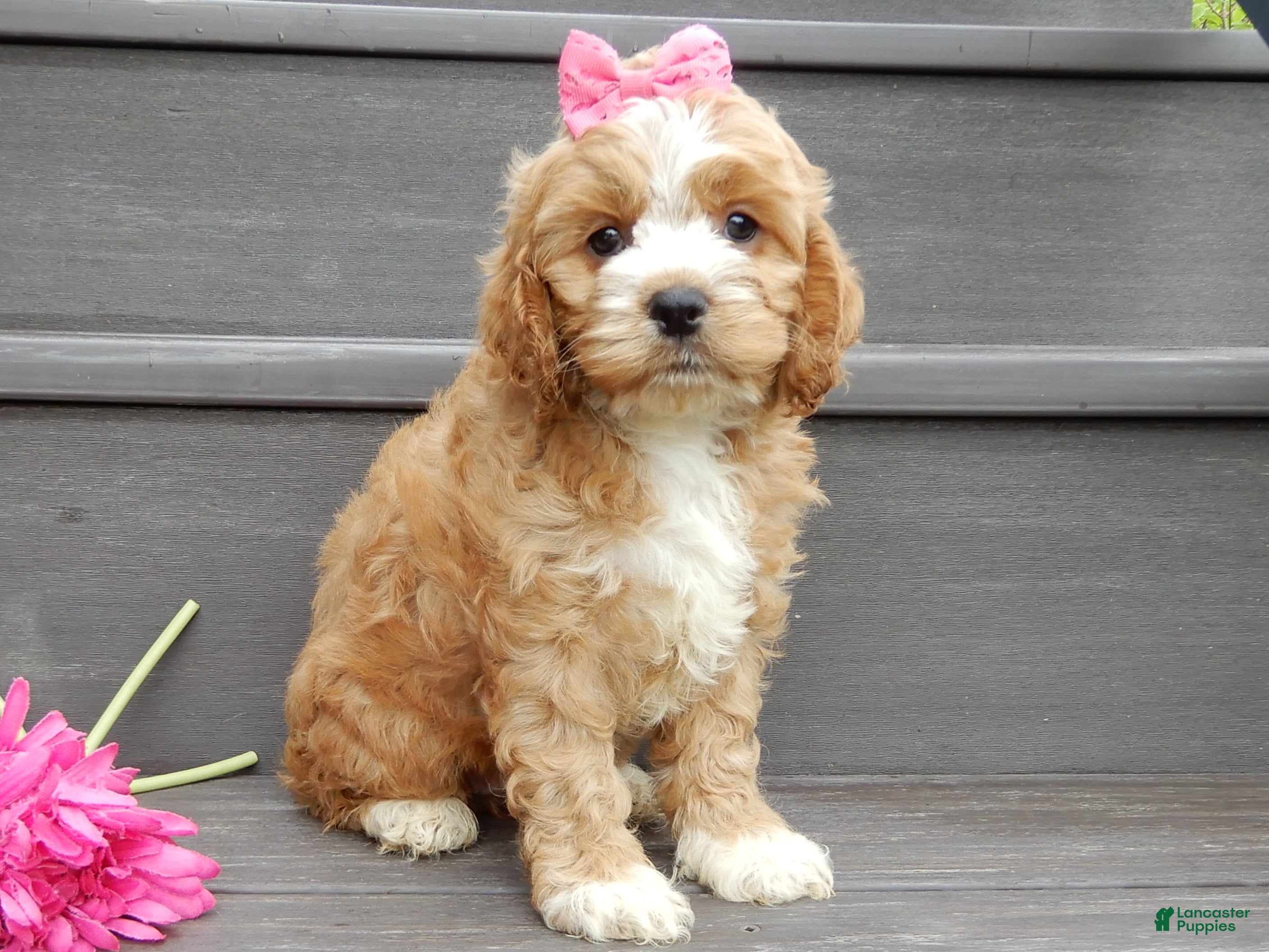 Cockapoo dogs Blossom - Ad 2