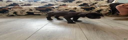 Great Dane dogs for sale: Brisket - Ad 3