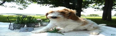 Mini Goldendoodle 4 Ryan