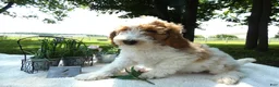 Mini Goldendoodle dogs for sale: Mini Goldendoodle 4 Ryan - Ad 1