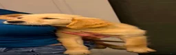 Golden Retriever dogs for sale: Golden Retriever 1 - Ad 3