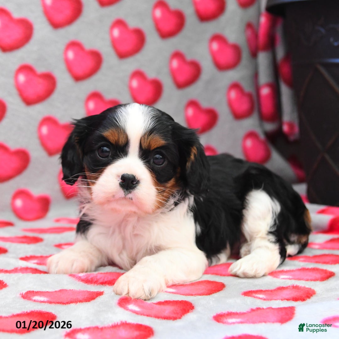 Cavalier King Charles Spaniel dogs for sale: Gemma - Ad 1