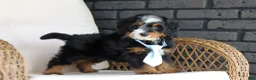 Mini Bernedoodle dogs for sale: Sawyer - Ad 5