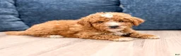 Mini Goldendoodle dogs for sale: Myla - Ad 2