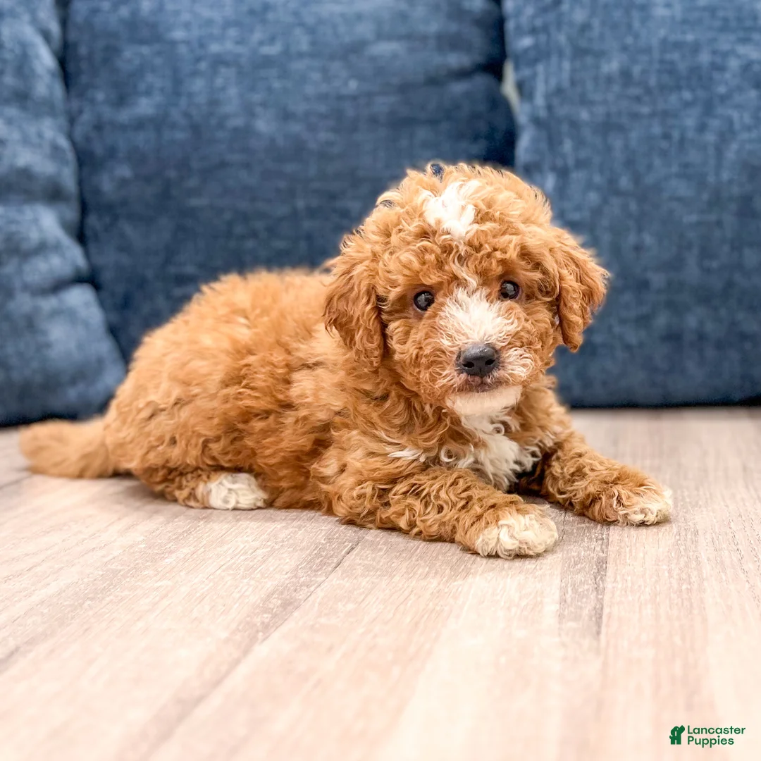 Mini Goldendoodle dogs for sale: Myla - Ad 2