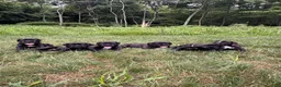 Cane Corso dogs for sale: Violet - Ad 7