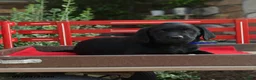 Labrador Retriever dogs for sale: Beauty - Ad 4