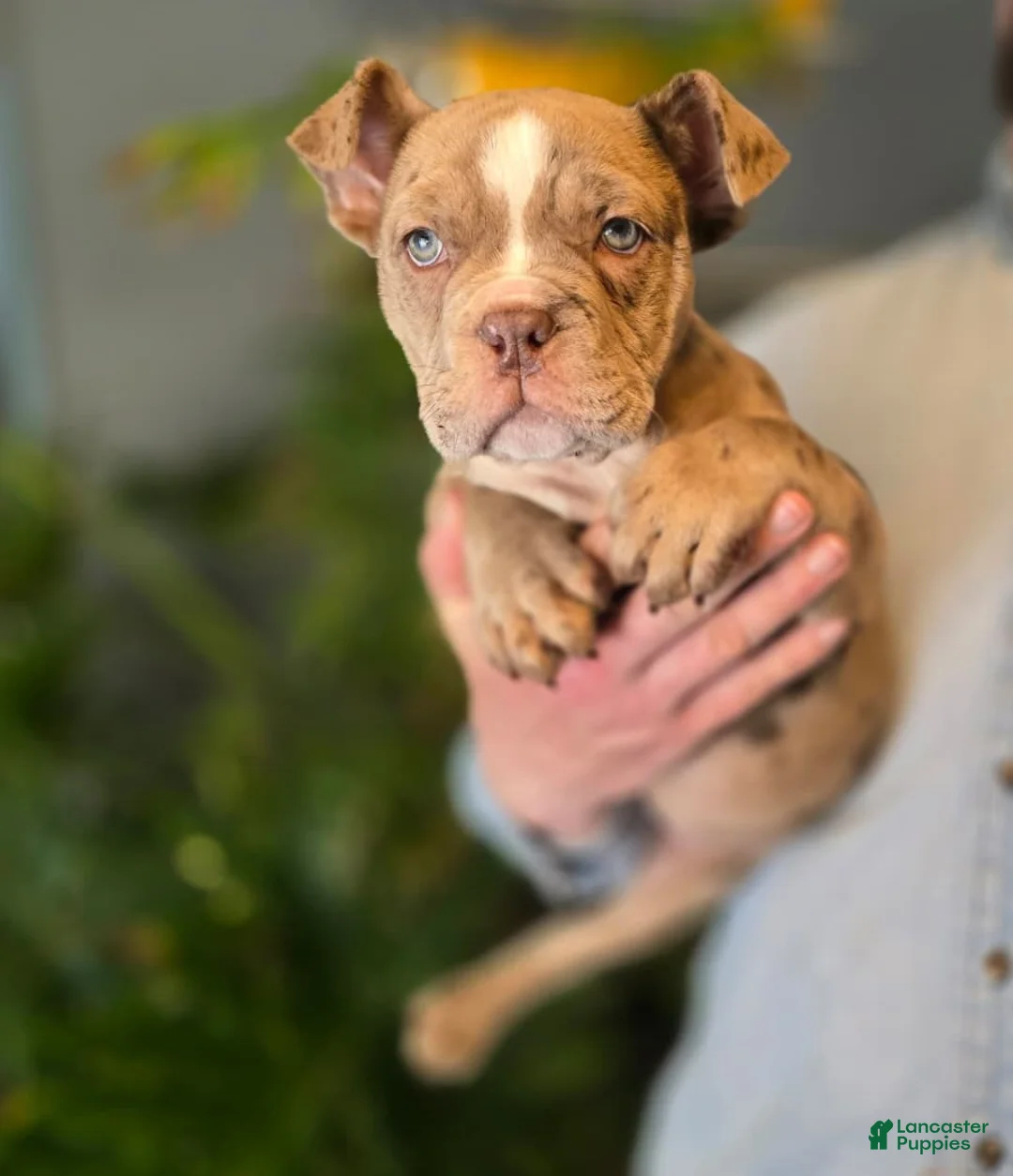 American Bully dogs for sale: Lucy - Ad 6