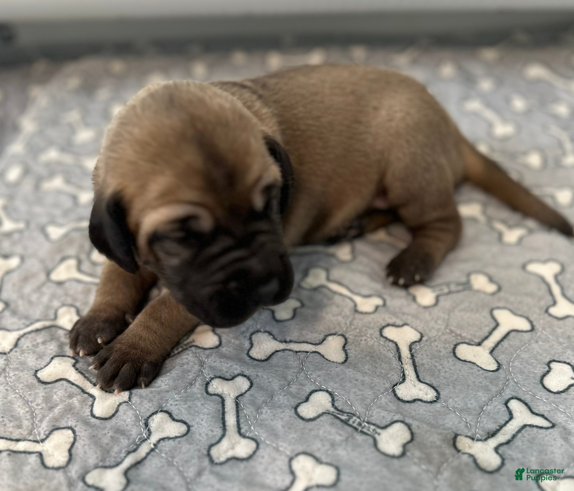 Great Dane dogs Gray Collar - Ad 6