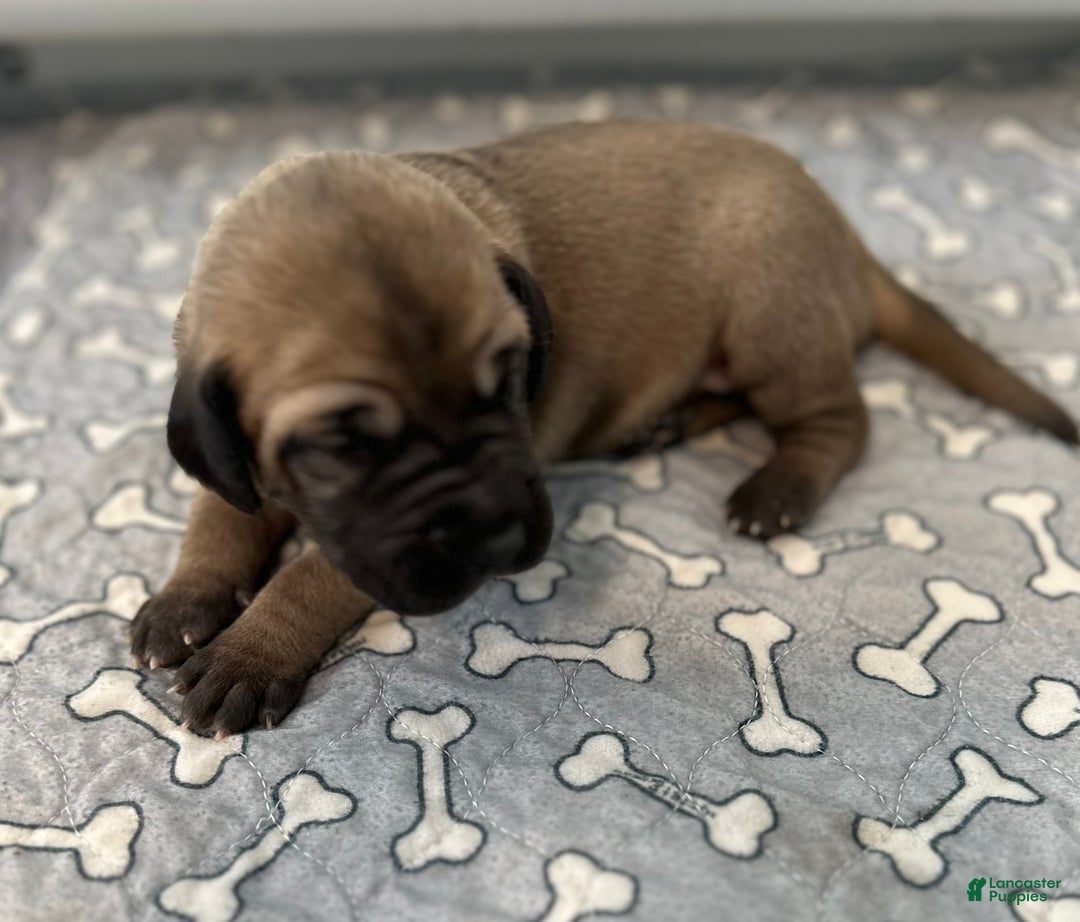 Great Dane dogs for sale: Gray Collar - Ad 1