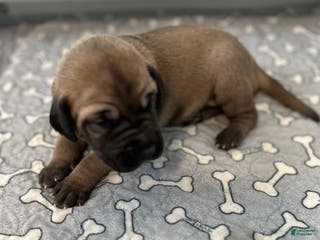 Great Dane dogs Gray Collar - Ad 10