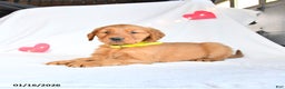 Golden Retriever dogs for sale: Max - Ad 4