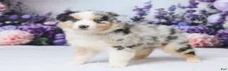 Australian Shepherd dogs for sale: Luci - Ad 5